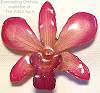 Dendrobium Pink Orchid Pin/Pendant