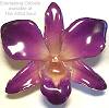Dendrobium Purple Orchid Pin/Pendant