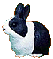 rabbit.gif