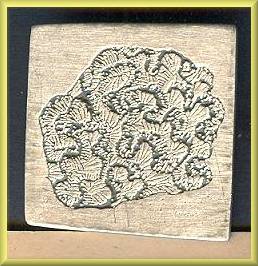 Urban Fetish Pin Brain Coral