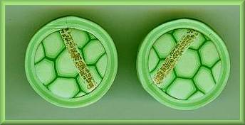 Artful Lime Geometrics Earrings