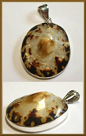 Charles Albert Limpet Shell Pendant