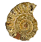 Fossils & Ivory