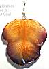 Orange Cattleya Orchid Petals Earrings