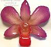 Dendrobium Fuchsia Orchid Pin/Pendant