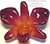Dendrobium Plum Orchid Pin/Pendant