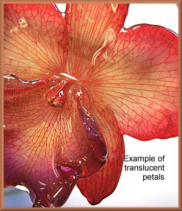 Orchids closeup