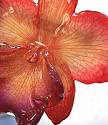 Orchids closeup