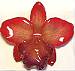 Reviews for Orchids Jewelry